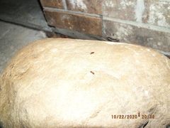 Aeolus mellillus
