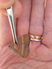 Yphthimoides patricia