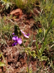 Polygala