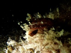Aphelodoris gigas