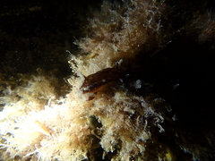 Aphelodoris gigas