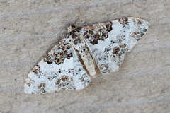 Catarhoe permixtaria