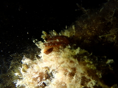Aphelodoris gigas