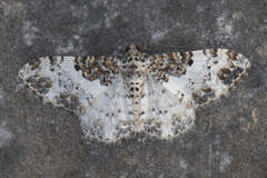 Catarhoe permixtaria