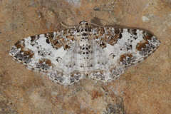 Catarhoe permixtaria