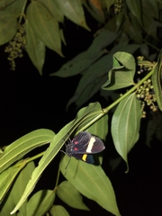 Melanis electron pronostriga