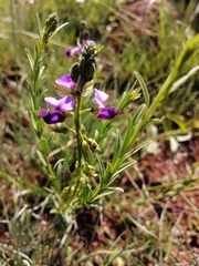 Polygala