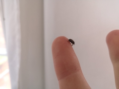Aphodius