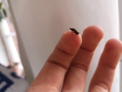 Aphodius