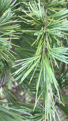 Cedrus deodara