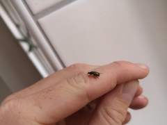 Aphodius