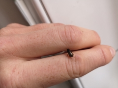 Aphodius