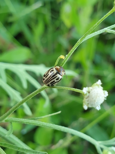Parthenium beetle photo 4