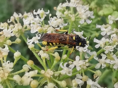 Tenthredo marginella