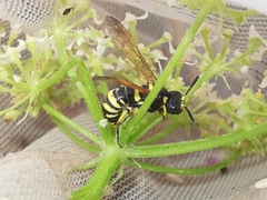Tenthredo marginella