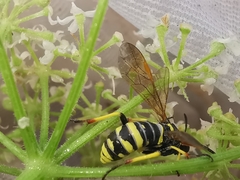 Tenthredo marginella