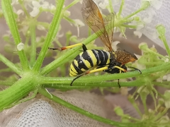 Tenthredo marginella