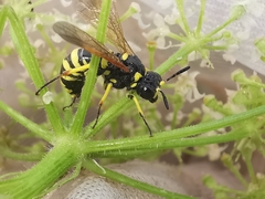 Tenthredo marginella