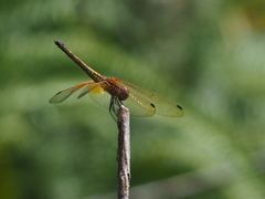 Orthetrum luzonicum