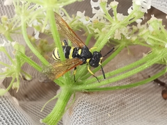 Tenthredo marginella