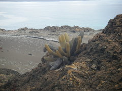 Brachycereus nesioticus