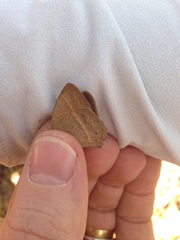 Yphthimoides patricia