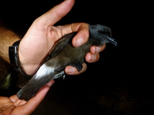 Oceanodroma castro observed 2012-08-22