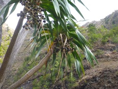 Pleomele aurea