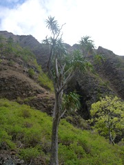 Pleomele aurea