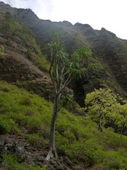 Pleomele aurea