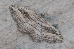 Costaconvexa polygrammata