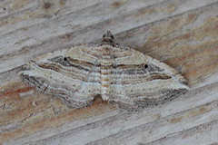Costaconvexa polygrammata
