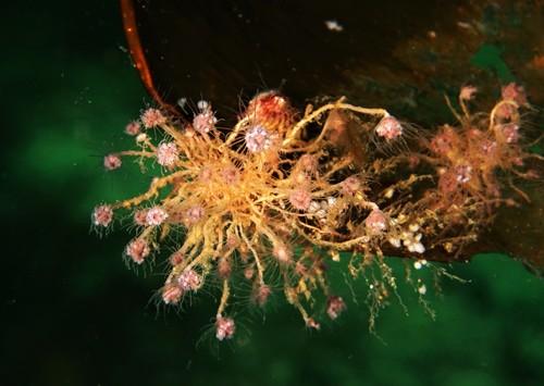 Ectopleura larynx