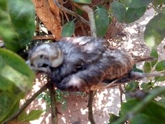 Streptopelia senegalensis