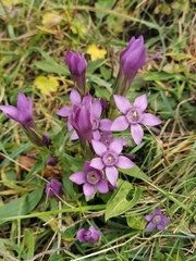 Gentianella aspera