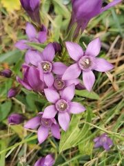 Gentianella aspera