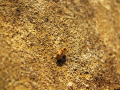Aeolus mellillus