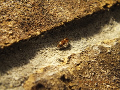 Aeolus mellillus