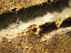 Aeolus mellillus