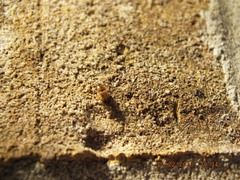 Aeolus mellillus
