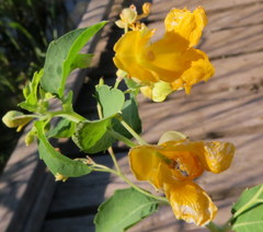 Impatiens aurella