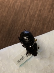 Hybosoridae