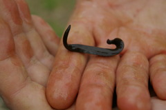 Erpobdellidae