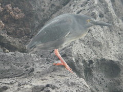 Butorides striata sundevalli