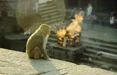 Macaca mulatta