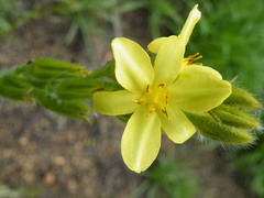 Hypoxis obtusa