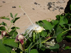 Capparis sandwichiana