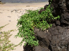 Capparis sandwichiana