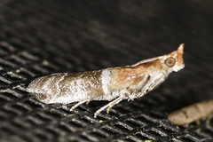 Moodna pallidostrinella