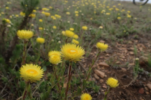 Image of Helichrysum aureum by no rights reserved